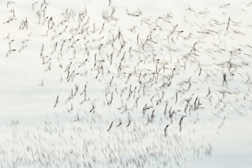 Arthur Morris - flock of birds