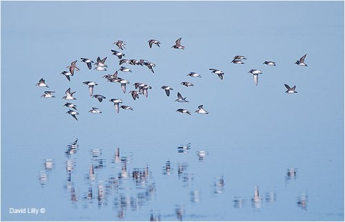 David_Lilly - flock of birds