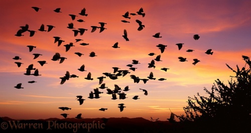 Red-billed Quelea (Quelea quelea) flock taking off at sunset